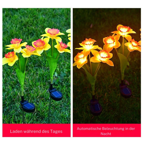 LichtBlume - Elegante Solarleuchten für Garten & Balkon, LED Narzissenlichter